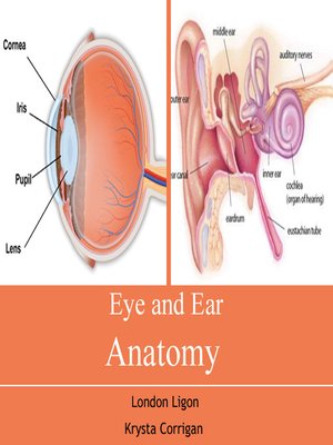 cover image of Eye and Ear Anatomy
